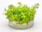 Preview: Grazile Rotala - Rotala sp. ´Wayanad´ in vitro